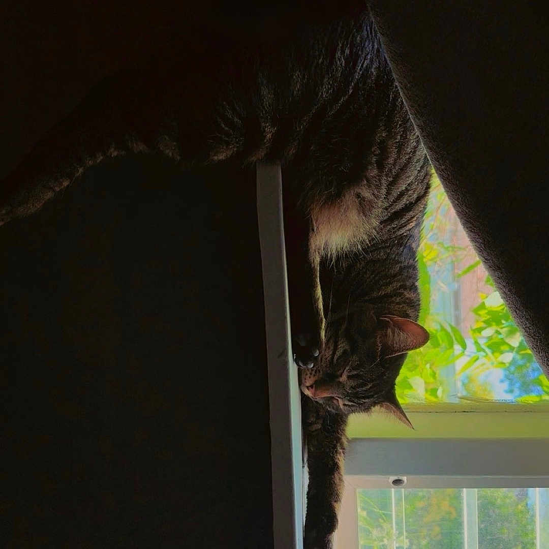 Chester Chet Hall joined the competition — help win amazing prizes! animal, cat, cozy, daylight, feline, greenery, home, indoor, pet, plants, quiet, relaxed, resting, shadow, sleepy, stretching, sunlight, tabby, window, windowsill