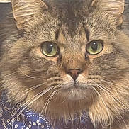 Millie joined the competition — help win amazing prizes! cat, fluffy, green_eyes, bandana, blue_bandana, close_up, portrait, feline, whiskers, ears, fur, pet, animal, indoor, face, cute, looking, muzzle, tabby, domestic_cat