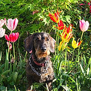 Snoopy participe au concours pour gagner de l'argent avec cette photo : dog, tulips, flowers, garden, greenery, plants, nature, outdoor, pet, canine, fur, collar, chain, spring, sunlight, bushes, colorful, flora, leaf, portrait