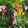 dog, tulips, flowers, garden, greenery, plants, nature, outdoor, pet, canine, fur, collar, chain, spring, sunlight, bushes, colorful, flora, leaf, portrait