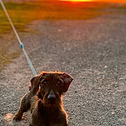 Snoopy participe au concours pour gagner de l'argent avec cette photo : animal, backlit, brown_dog, canine, dog, evening, field, gravel_path, landscape, leash, nature, outdoor, pet, silhouette, sky, small_dog, sun, sunlight, sunset, walk