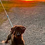 animal, backlit, brown_dog, canine, dog, evening, field, gravel_path, landscape, leash, nature, outdoor, pet, silhouette, sky, small_dog, sun, sunlight, sunset, walk