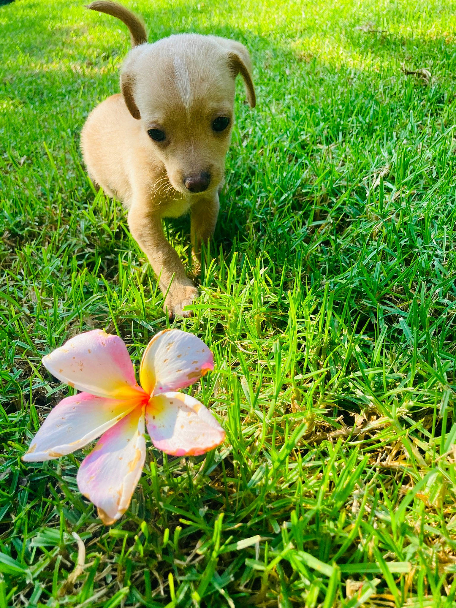 Nugget is registered to the contest to win money with this photo: canidae, carnivore, chihuahua, companion_dog, dog, dog_breed, fawn, flower, grass, labrador_retriever, perennial_plant, petal, plant, puppy, sporting_group, toy_dog, wildflower
