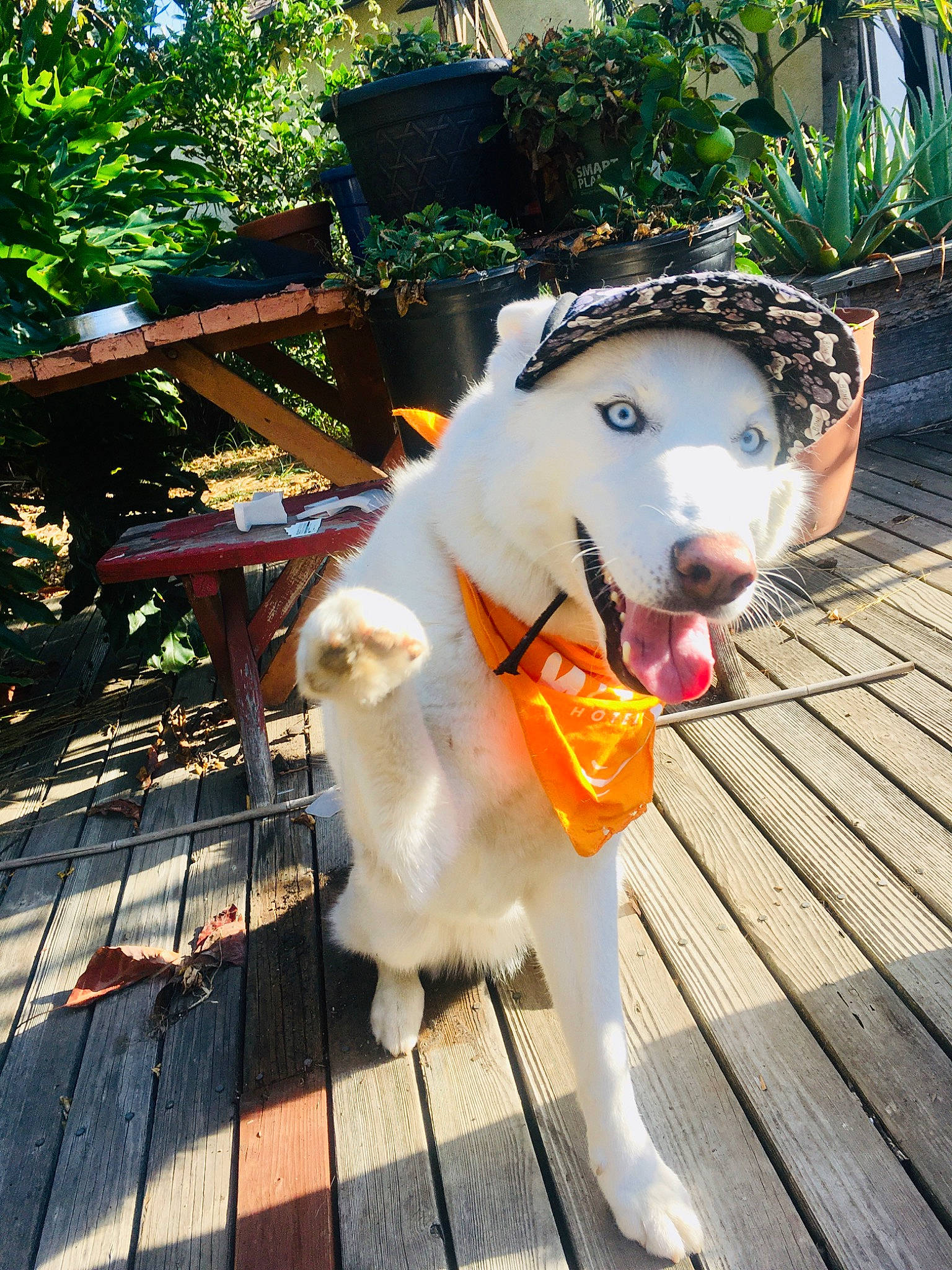 Ghost is registered to the contest to win money with this photo: alaskan_malamute, canidae, carnivore, companion_dog, dog, dog_breed, fawn, mammal, rare_breed_dog, shiba_inu, siberian_husky, sled_dog, sporting_group, working_dog