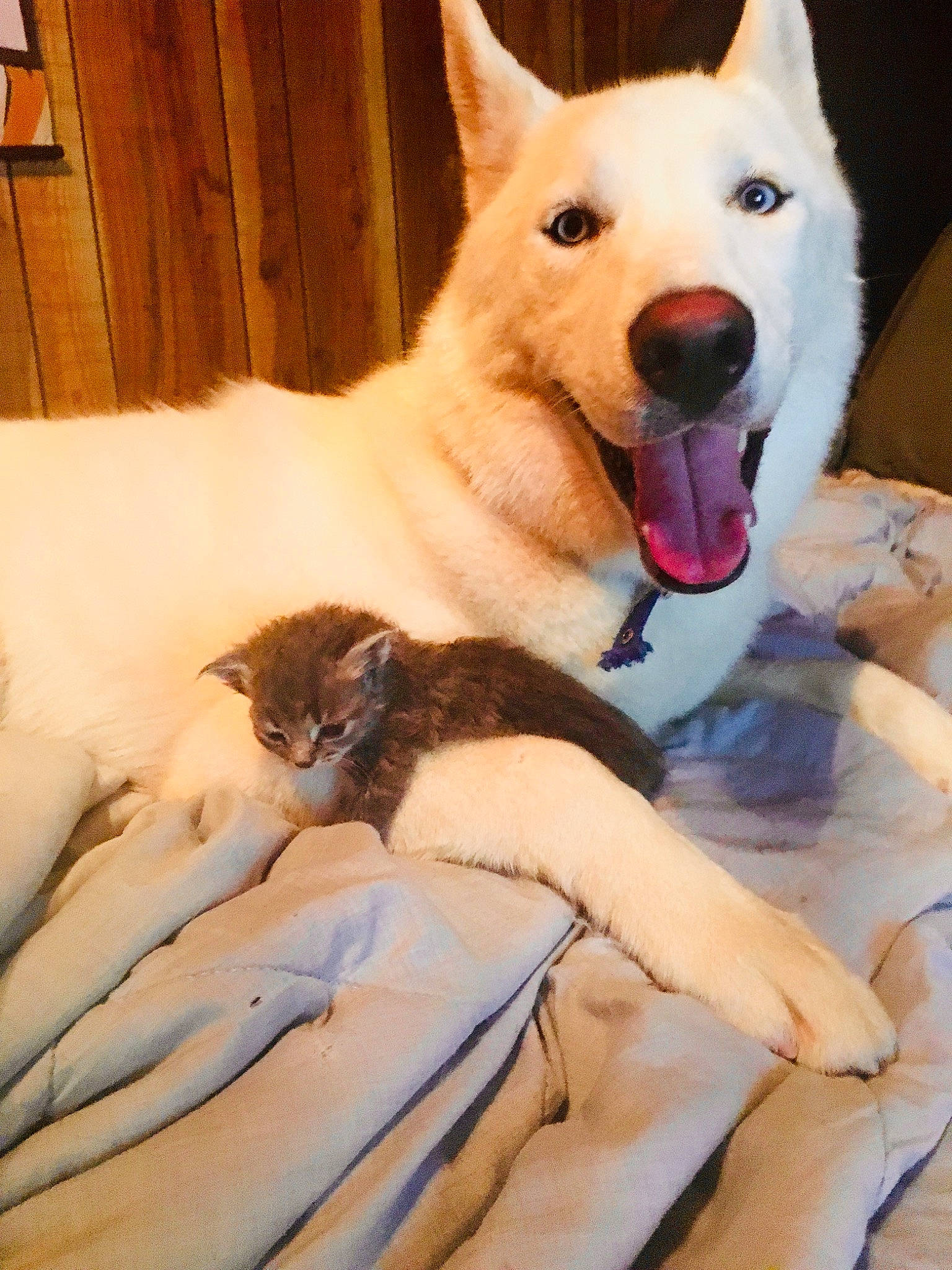 Ghost is registered to the contest to win money with this photo: berger_blanc_suisse, canaan_dog, canidae, carnivore, carolina_dog, dog, dog_breed, kishu, korean_jindo_dog, labrador_husky, mammal, non_sporting_group, norwegian_buhund, pungsan_dog, rare_breed_dog, siberian_husky, tamaskan_dog, vertebrate, white_shepherd, wolfdog