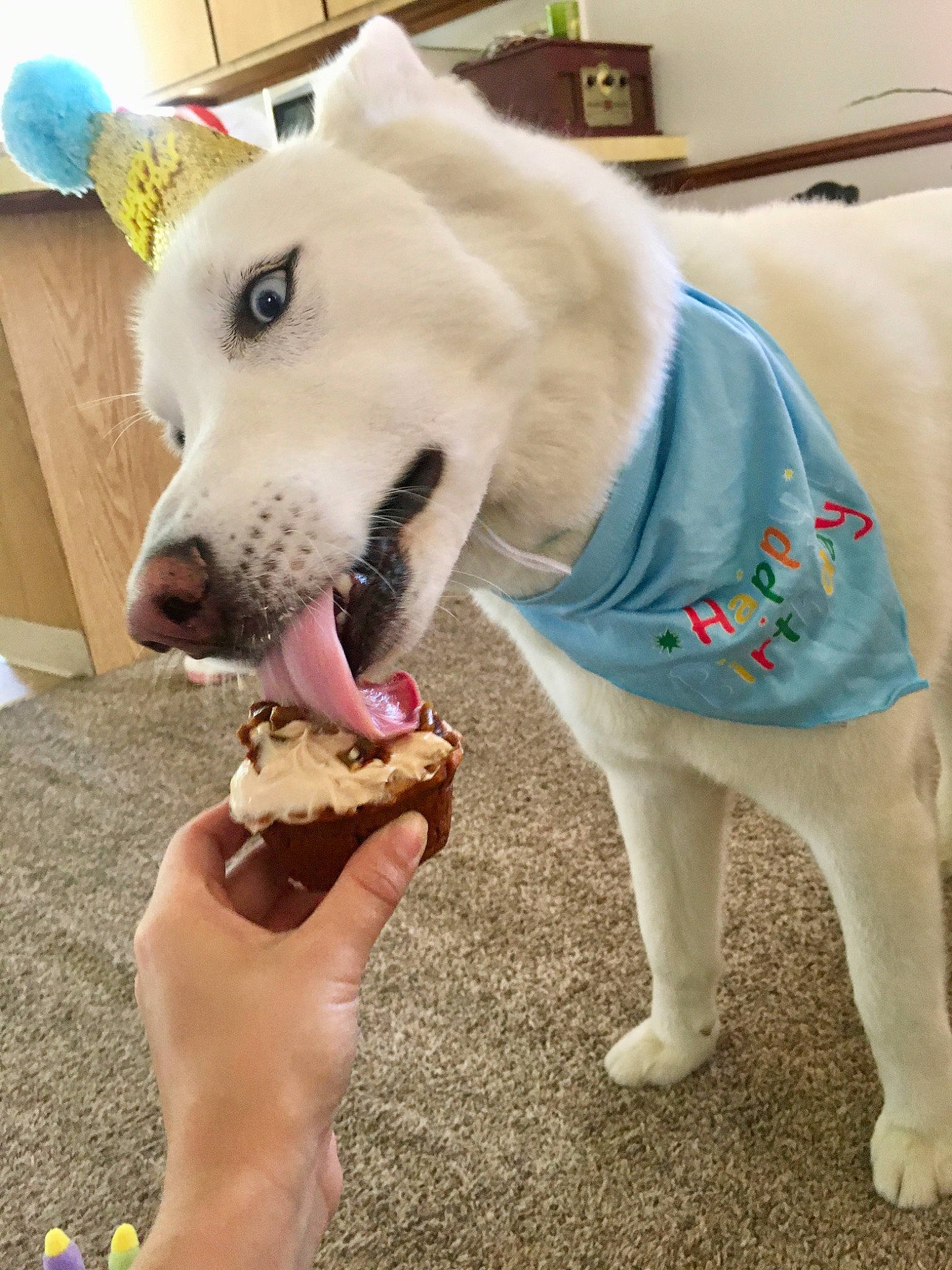 Ghost joined the competition — help win amazing prizes! ancient_dog_breeds, canidae, carnivore, companion_dog, dog, dog_breed, dog_clothes, dog_supply, dog_toy, korean_jindo_dog, labrador_husky, mammal, rare_breed_dog, snout, sporting_group