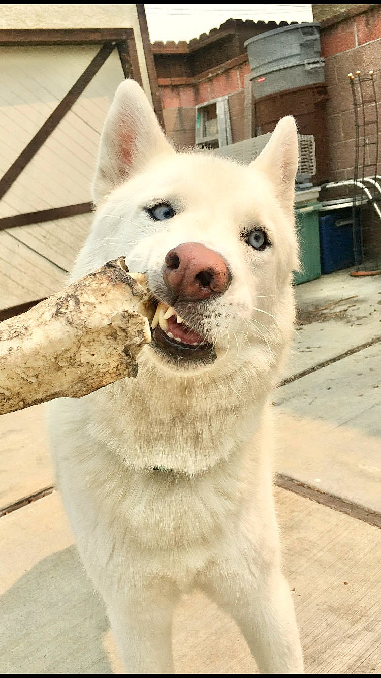 Ghost joined the competition — help win amazing prizes! akita, akita_inu, ancient_dog_breeds, berger_blanc_suisse, canaan_dog, canidae, carnivore, dog, dog_breed, kintamani, kishu, korean_jindo_dog, mammal, norwegian_buhund, nose, pungsan_dog, rare_breed_dog, snout, vertebrate, white_shepherd