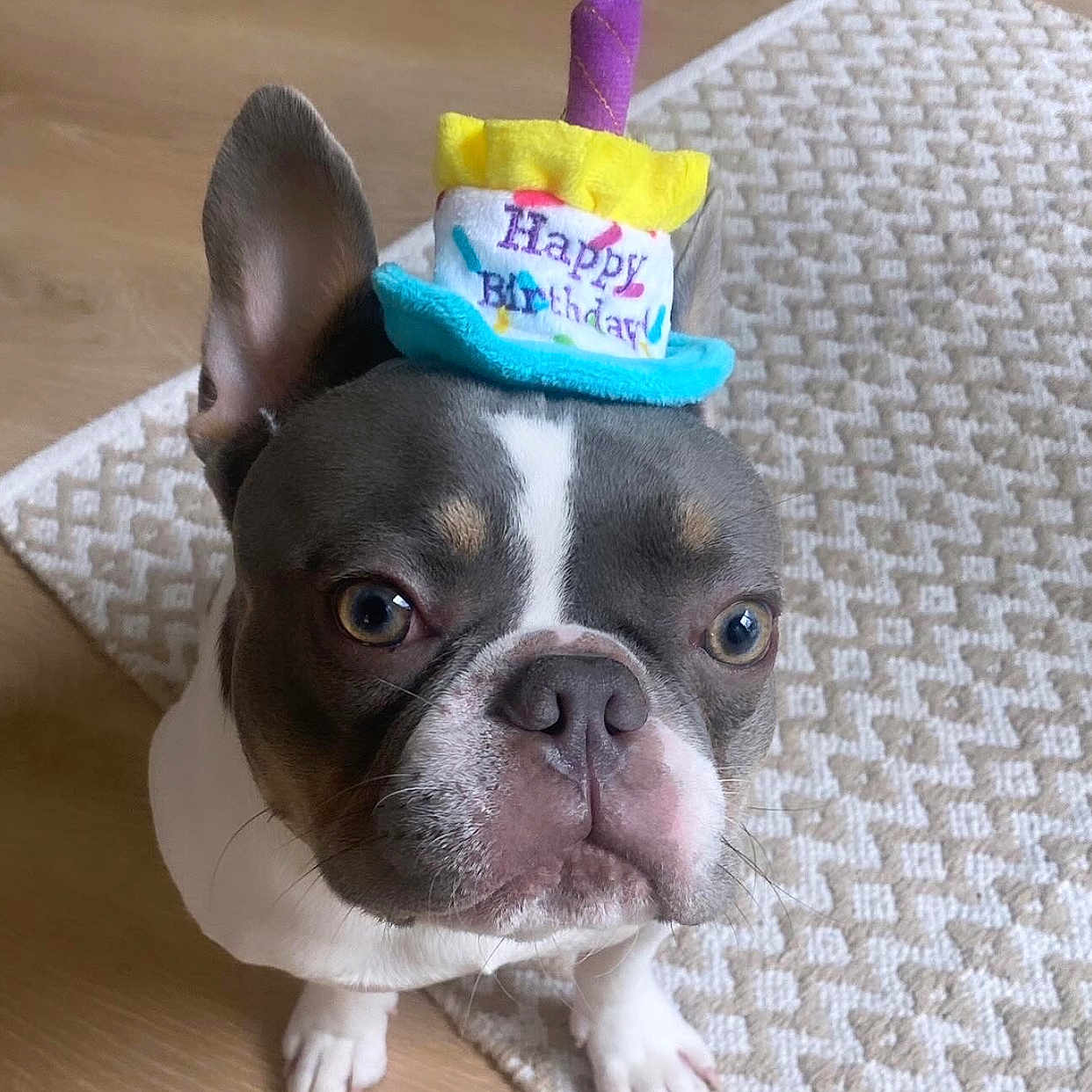 Clutch joined the competition — help win amazing prizes! animal, birthdaycake, bostonbull, boxer, bulldog, cake, canine, clothing, cream, dessert, dog, food, frenchbulldog, hat, icing, partyhat, people, person, pet, puppy