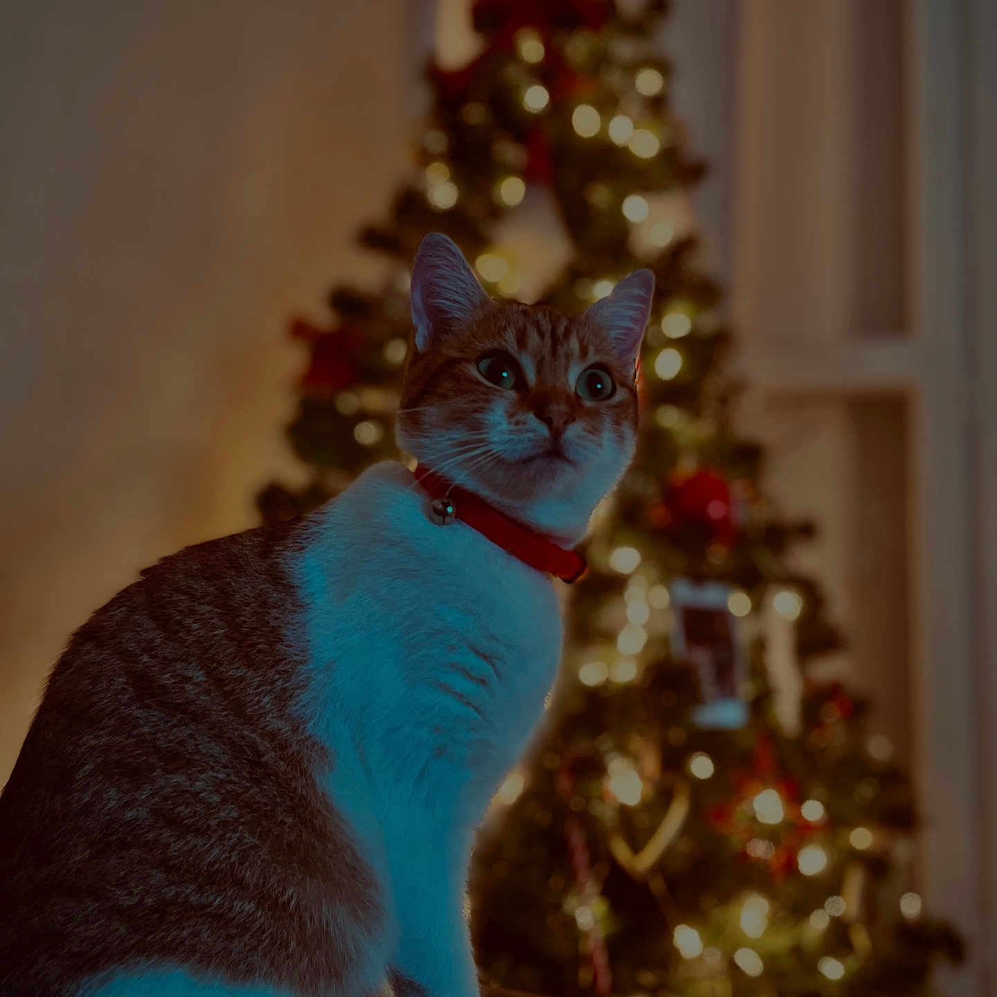 Tanouki participe au concours pour gagner de l'argent avec cette photo : abyssinian, accessories, animal, cat, christmas, christmasdecorations, christmastree, couch, festival, fir, furniture, hardwood, kitten, lighting, manx, ornament, pet, plant, tree, wood