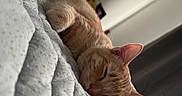 Nugget is registered to the contest to win money with this photo: bed, blanket, cat, closeup, cozy, ears, feline, fur, ginger_cat, home, indoor, nap, peaceful, pet, quiet, relaxation, rest, sleeping, soft, whiskers
