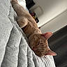 bed, blanket, cat, closeup, cozy, ears, feline, fur, ginger_cat, home, indoor, nap, peaceful, pet, quiet, relaxation, rest, sleeping, soft, whiskers