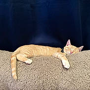 Nugget joined the competition — help win amazing prizes! animal, blanket, cat, collar, cozy, cute, feline, fur, ginger_cat, indoor, kitten, nap, paw, pet, relaxed, resting, sleeping, soft_texture, tail, whiskers