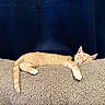 animal, blanket, cat, collar, cozy, cute, feline, fur, ginger_cat, indoor, kitten, nap, paw, pet, relaxed, resting, sleeping, soft_texture, tail, whiskers