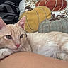 Nugget joined the competition — help win amazing prizes! autumn_theme, cat, close_up, cozy, cushion, cute, domestic_animal, ears, feline, fur, indoor, kitten, lying_down, orange_cat, person_leg, pet, pumpkin_design, relaxed, resting, whiskers