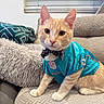 Nugget joined the competition — help win amazing prizes! animal, blanket, bow_tie, bowl_cut, cat, close_up, clothing, couch, cute, domestic_cat, ears, furniture, indoor, jersey, miami_dolphins, nfl, orange_tabby, pet, pillow, whiskers