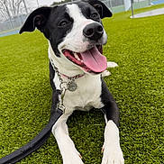 Jules is registered to the contest to win money with this photo: animal, artificial_turf, black_and_white, canine, collar, daytime, dog, fence, field, grass, happy, leash, outdoor, park, paw, pet, playful, smiling, tongue, tongue_out