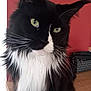 Chaussette a rejoint le concours — aidez-le/la à gagner de superbes lots ! animal, bag, black_and_white, cat, close_up, curious, domestic, feline, fur, green_eyes, household, indoor, long_hair, mammal, pet, portrait, red_wall, table, whisker, whiskers