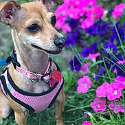 Muneca joined the competition — help win amazing prizes! dog, small_dog, pink_harness, pet, outdoor, garden, flowers, pink_flowers, purple_flowers, grass, nature, canine, animal, close_up, portrait, cute, ears, collar, tag, leash