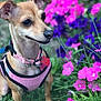 dog, small_dog, pink_harness, pet, outdoor, garden, flowers, pink_flowers, purple_flowers, grass, nature, canine, animal, close_up, portrait, cute, ears, collar, tag, leash