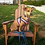 Muneca is registered to the contest to win money with this photo: dog, small_dog, pink_harness, leash, wooden_chair, outdoor, grass, pet, animal, sitting, daylight, nature, park, canine, fence, collar, ears, side_view, calm, resting