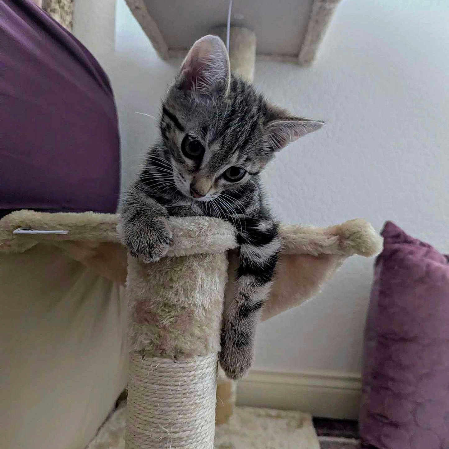 Bruno joined the competition — help win amazing prizes! abyssinian, animal, architecture, bed, bedroom, building, cat, chair, couch, cushion, egyptiancat, furniture, homedecor, indoors, kitten, livingroom, manx, pet, pillow, room