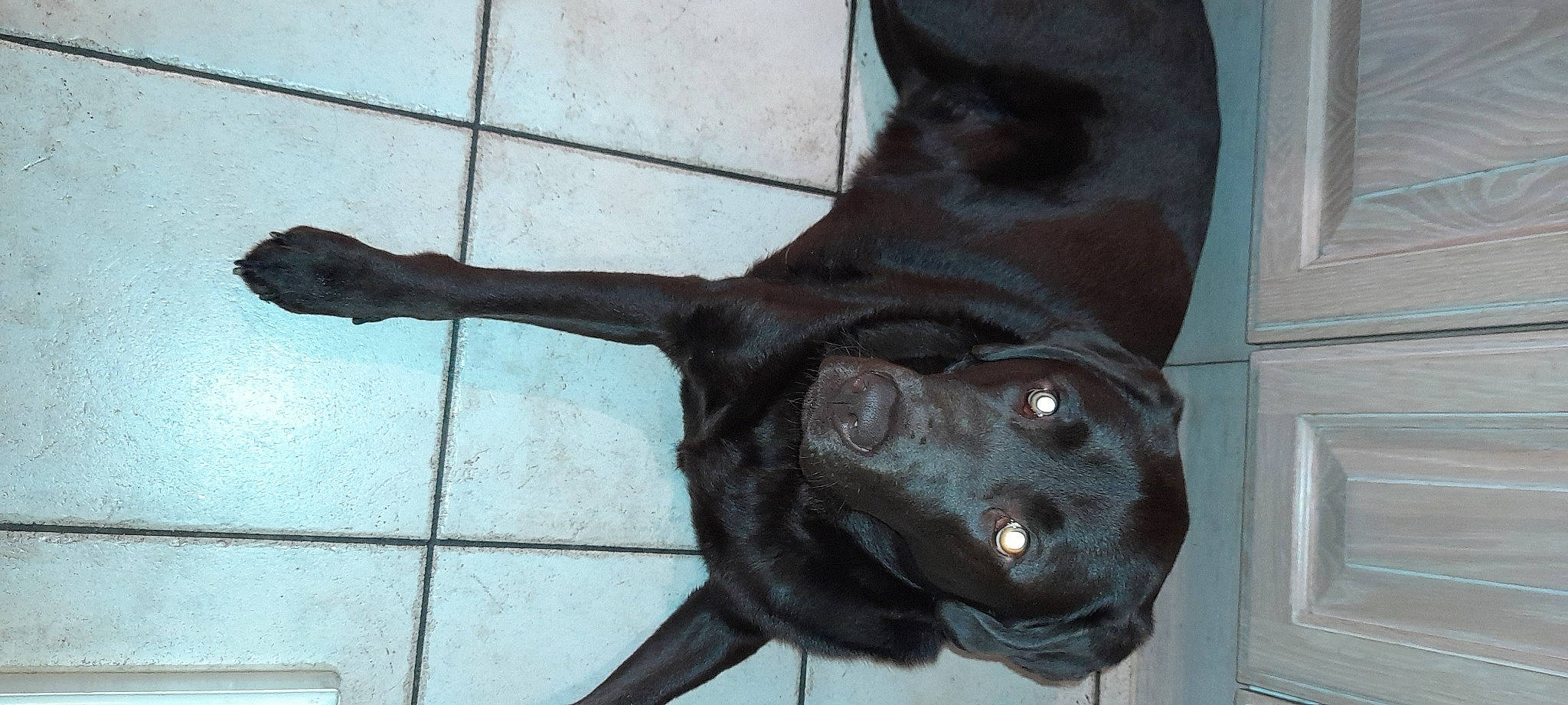 Paco participe au concours pour gagner de l'argent avec cette photo : borador, canidae, carnivore, companion_dog, dog, dog_breed, ear, flooring, fur, gesture, head, jaw, liver, pet_supply, sculpture, snout, sporting_group, tail, whiskers, working_animal