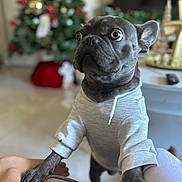 Rocky joined the competition — help win amazing prizes! french_bulldog, dog, hoodie, pet, indoor, christmas_tree, holiday_decor, curious, close_up, animal, paw, human_leg, living_room, blurred_background, cozy, cute, black_dog, domestic_animal, soft_light, portrait