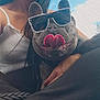 Rocky joined the competition — help win amazing prizes! dog, french_bulldog, sunglasses, tongue, person, white_tank_top, black_pants, outdoor, sky, clouds, pet, cute, funny, happy, lap, casual_clothing, close_up, portrait, animal, companion