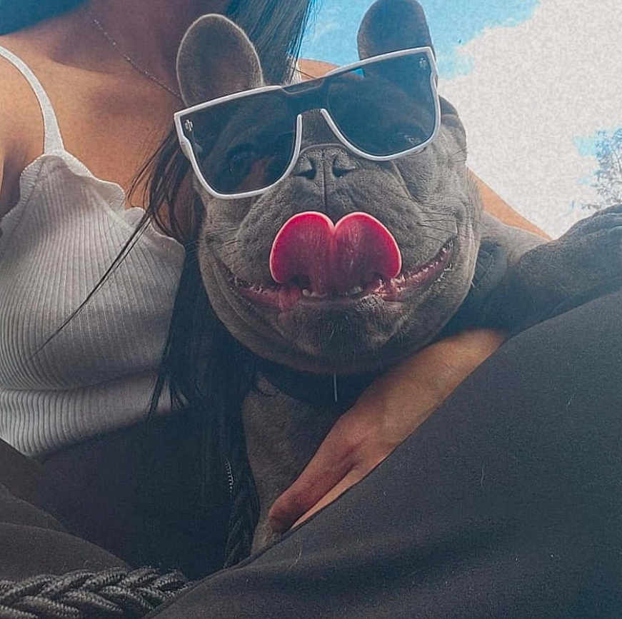 Rocky joined the competition — help win amazing prizes! dog, french_bulldog, sunglasses, tongue, person, white_tank_top, black_pants, outdoor, sky, clouds, pet, cute, funny, happy, lap, casual_clothing, close_up, portrait, animal, companion