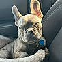 adorable, animal, car_interior, collar, companion, cozy, curious, cute, dog, dog_bed, ears, french_bulldog, fur, indoor, leather_seat, pet, portrait, puppy, sitting, tag