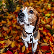 Oaaron a rejoint le concours — aidez-le/la à gagner de superbes lots ! dog, beagle, autumn, leaves, outdoor, fall, pet, animal, brown, white, black, collar, leash, nature, colorful, season, closeup, portrait, cute, loyal