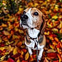 dog, beagle, autumn, leaves, outdoor, fall, pet, animal, brown, white, black, collar, leash, nature, colorful, season, closeup, portrait, cute, loyal