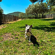 Fox a rejoint le concours — aidez-le/la à gagner de superbes lots ! animal, blue_sky, canine, daylight, dog, fence, grass, greenery, happy, landscape, nature, outdoor, pet, playing, shadow, stick, summer, sunny, trees, yard