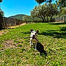 animal, blue_sky, canine, daylight, dog, fence, grass, greenery, happy, landscape, nature, outdoor, pet, playing, shadow, stick, summer, sunny, trees, yard