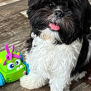 Rocket joined the competition — help win amazing prizes! animal, black_and_white, close_up, companion, cute, dog, domestic_animal, fluffy, friendly, fur, happy, indoor, pet, playful, sitting, small_dog, tongue_out, toy_car, wooden_floor, young_dog