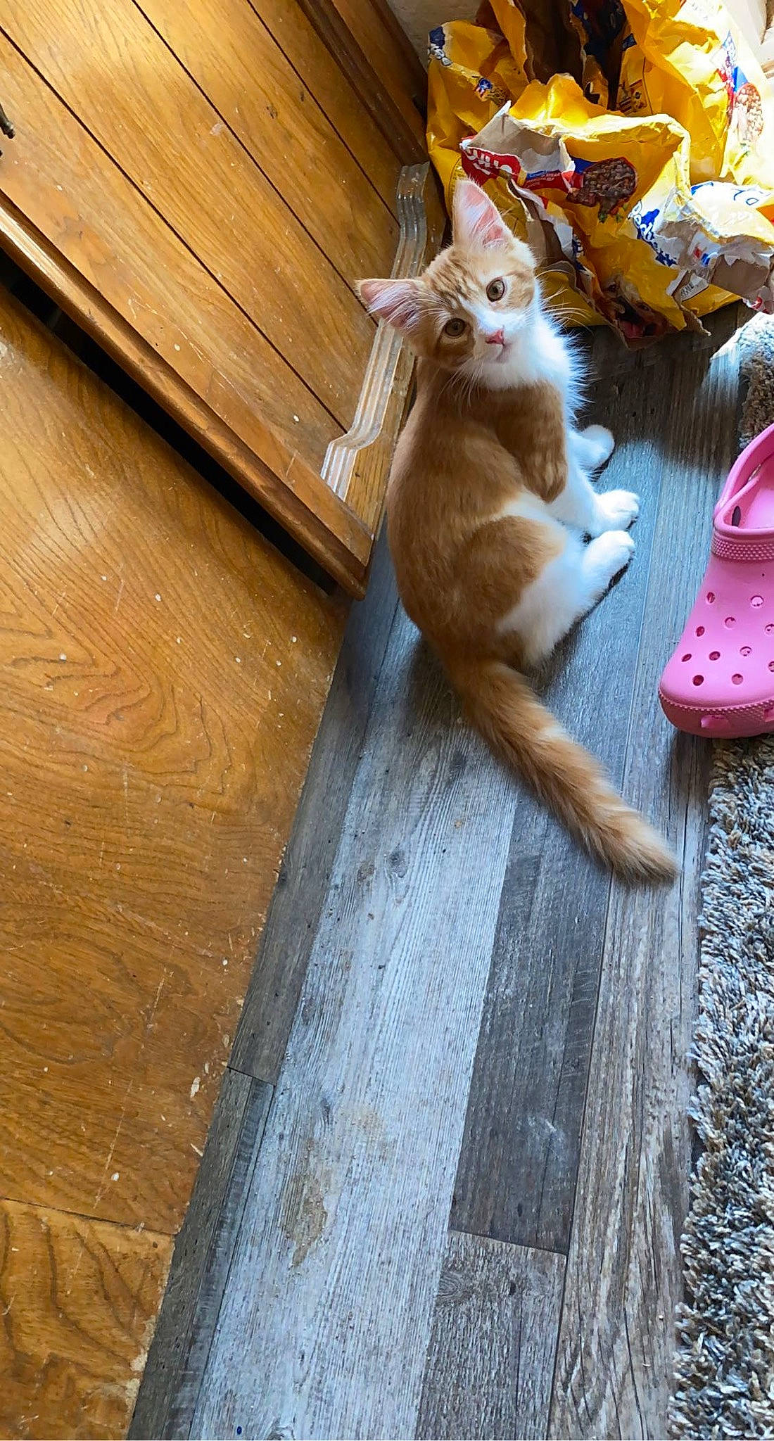 Miko is registered to the contest to win money with this photo: companion_dog, fawn, felidae, floor, flooring, foot, fur, hardwood, human_leg, paw, plank, small_to_medium_sized_cats, stuffed_toy, tail, thigh, toy, varnish, whiskers, wood, wood_stain