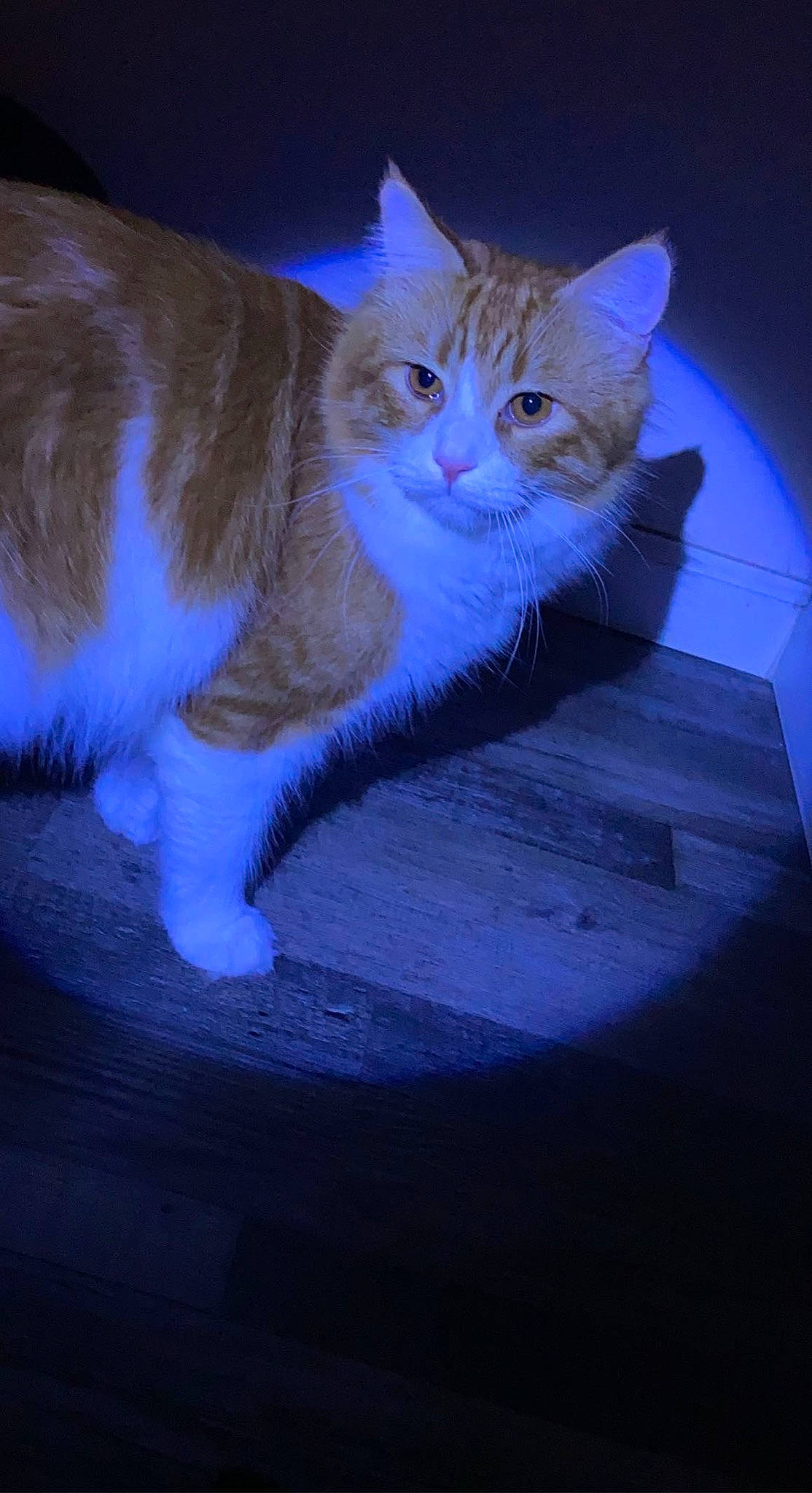 Miko joined the competition — help win amazing prizes! box, carnivore, cat, cat_supply, claw, darkness, domestic_short_haired_cat, electric_blue, fawn, felidae, fur, night, paw, rectangle, sitting, small_to_medium_sized_cats, snout, tail, whiskers, wood