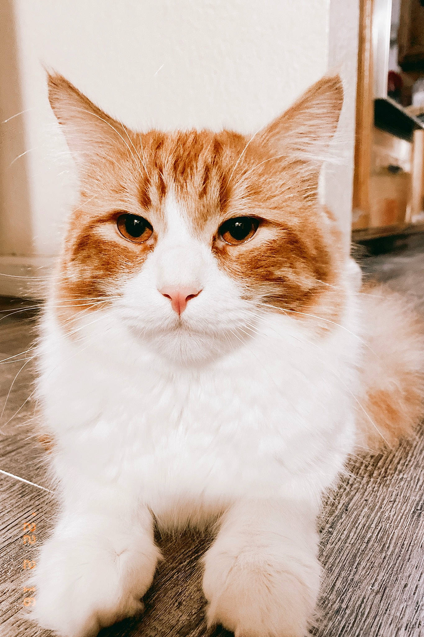 Miko is registered to the contest to win money with this photo: carnivore, cat, claw, domestic_short_haired_cat, fawn, felidae, flooring, fur, paw, sitting, small_to_medium_sized_cats, snout, tail, terrestrial_animal, tree, whiskers, window, wood