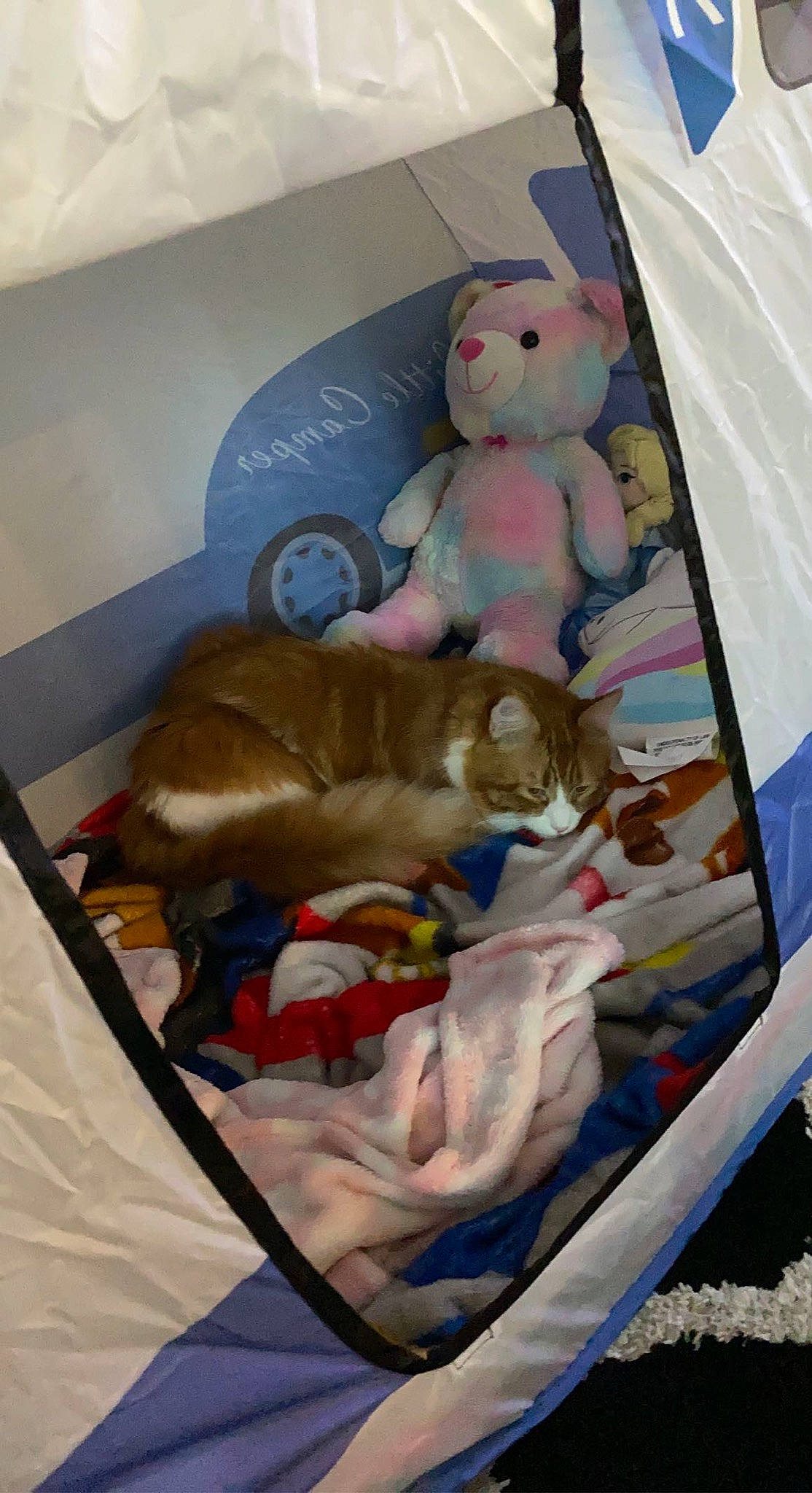 Miko joined the competition — help win amazing prizes! baby_products, bed, carnivore, cat, child, comfort, companion_dog, fawn, felidae, linens, mammal, nap, room, small_to_medium_sized_cats, stuffed_toy, tail, teddy_bear, toy, vertebrate, whiskers