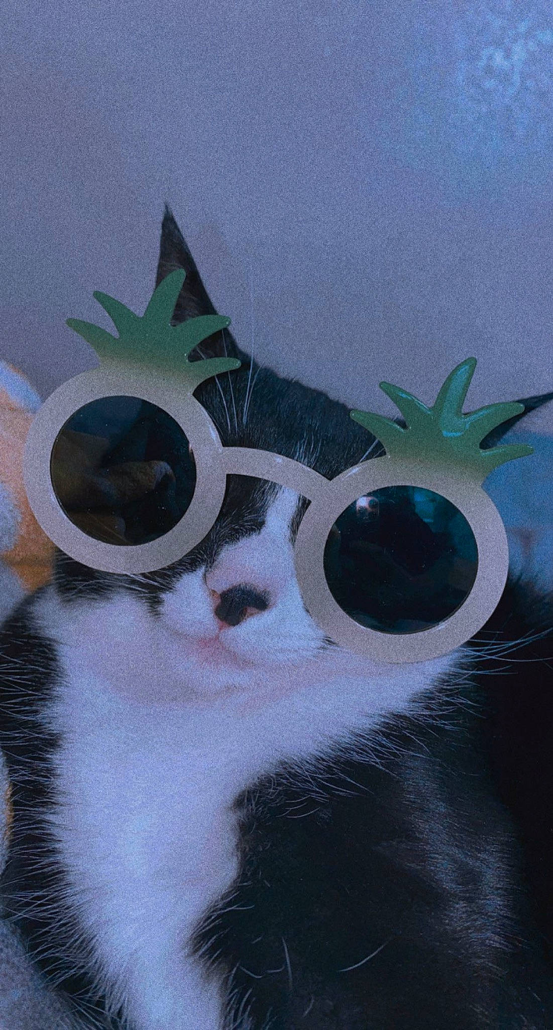 Kia joined the competition — help win amazing prizes! art, carnivore, cat, drawing, eyewear, felidae, fictional_character, font, fur, graphics, illustration, paint, painting, small_to_medium_sized_cats, snout, tail, terrestrial_animal, visual_arts, whiskers, wildlife