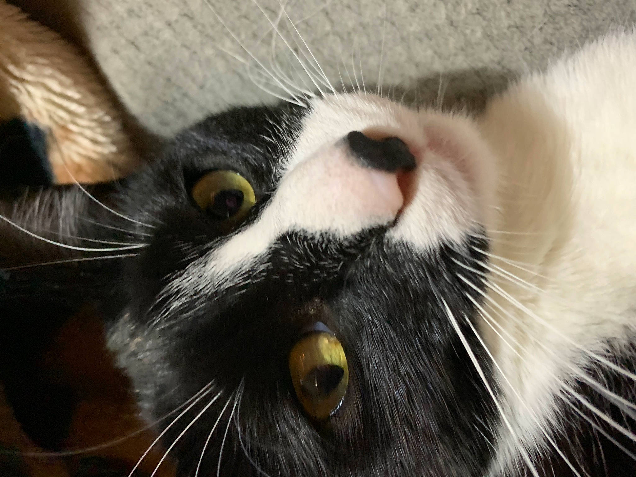 Kia is registered to the contest to win money with this photo: carnivore, cat, close_up, domestic_short_haired_cat, ear, eye, felidae, fur, hair, head, iris, mammal, nose, paw, small_to_medium_sized_cats, snout, terrestrial_animal, whiskers