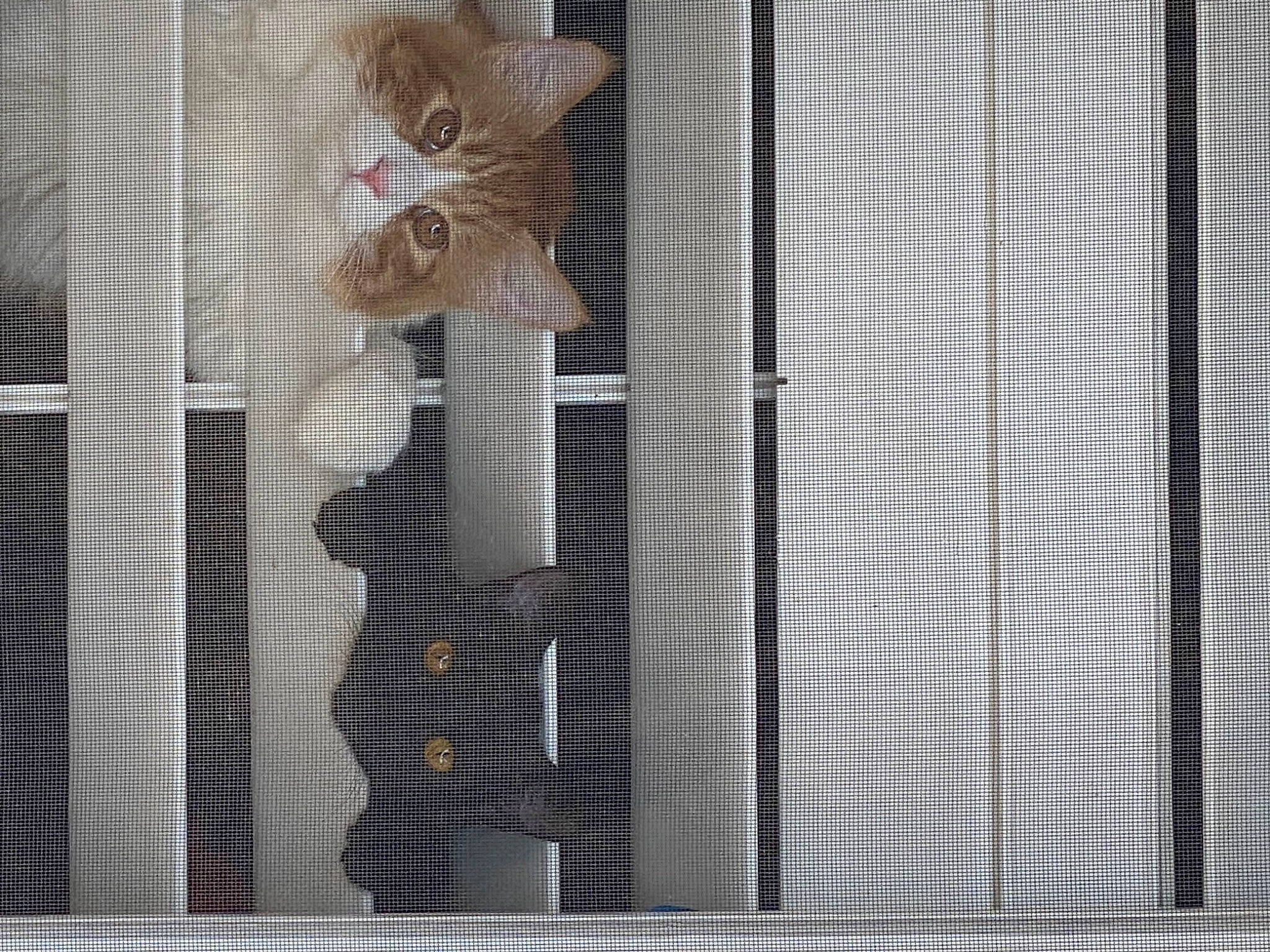 Missa joined the competition — help win amazing prizes! art, building, cat, curtain, fawn, felidae, house, interior_design, mammal, mesh, pet_supply, small_to_medium_sized_cats, snout, textile, vertebrate, whiskers, window, window_covering, window_treatment, wood