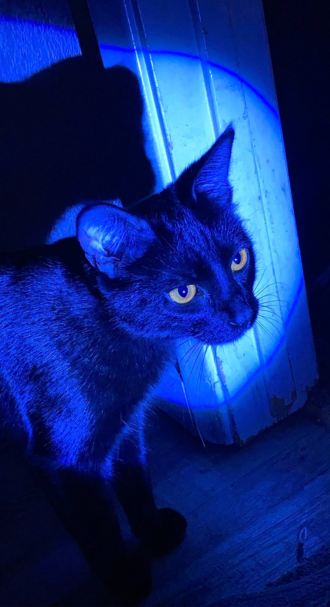 Missa joined the competition — help win amazing prizes! art, azure, blue, carnivore, cat, darkness, domestic_short_haired_cat, electric_blue, felidae, fur, grey, magenta, purple, shadow, small_to_medium_sized_cats, snout, tail, terrestrial_animal, whiskers