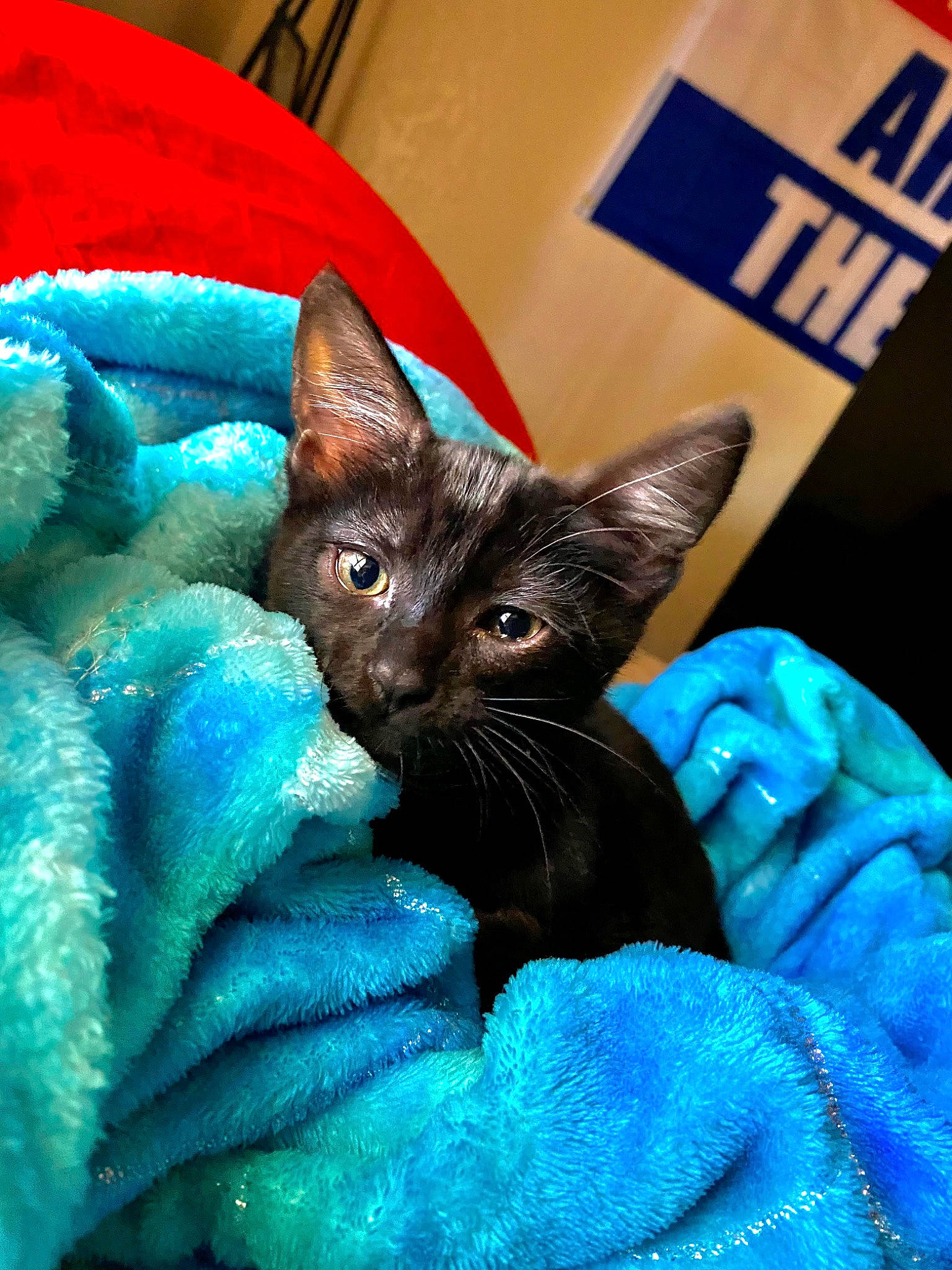 Missa joined the competition — help win amazing prizes! black_cat, blue, bombay, carnivore, cat, cat_supply, domestic_short_haired_cat, electric_blue, fawn, felidae, fur, iris, logo, plant, small_to_medium_sized_cats, snout, thai, whiskers