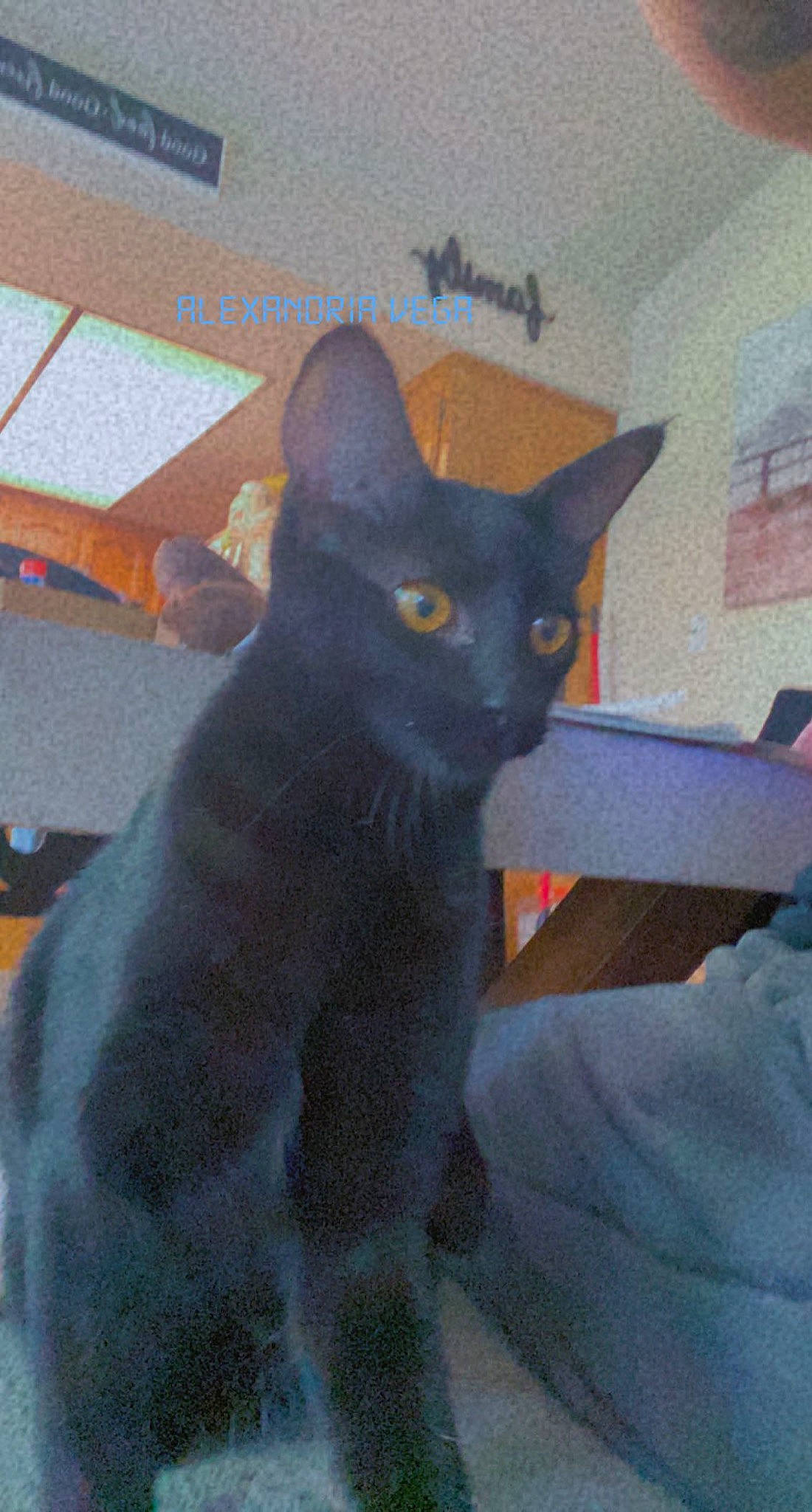 Missa joined the competition — help win amazing prizes! black_cat, bombay, carnivore, cat, chartreux, comfort, domestic_short_haired_cat, electric_blue, felidae, fur, grey, havana_brown, korat, small_to_medium_sized_cats, snout, tail, whiskers