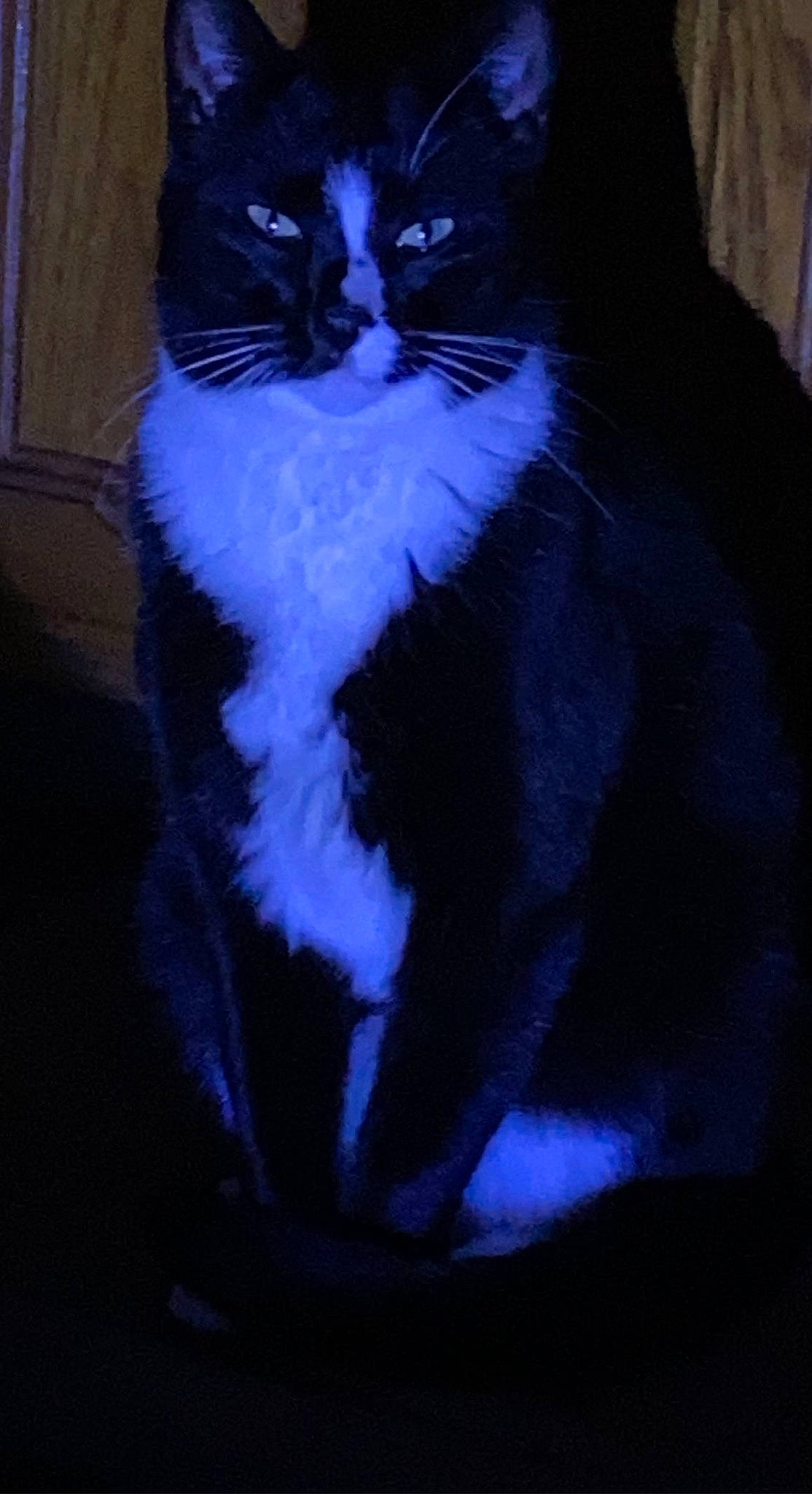 Asher joined the competition — help win amazing prizes! carnivore, cat, comfort, darkness, domestic_short_haired_cat, door, electric_blue, felidae, formal_wear, fur, sitting, small_to_medium_sized_cats, snout, tail, terrestrial_animal, whiskers, window