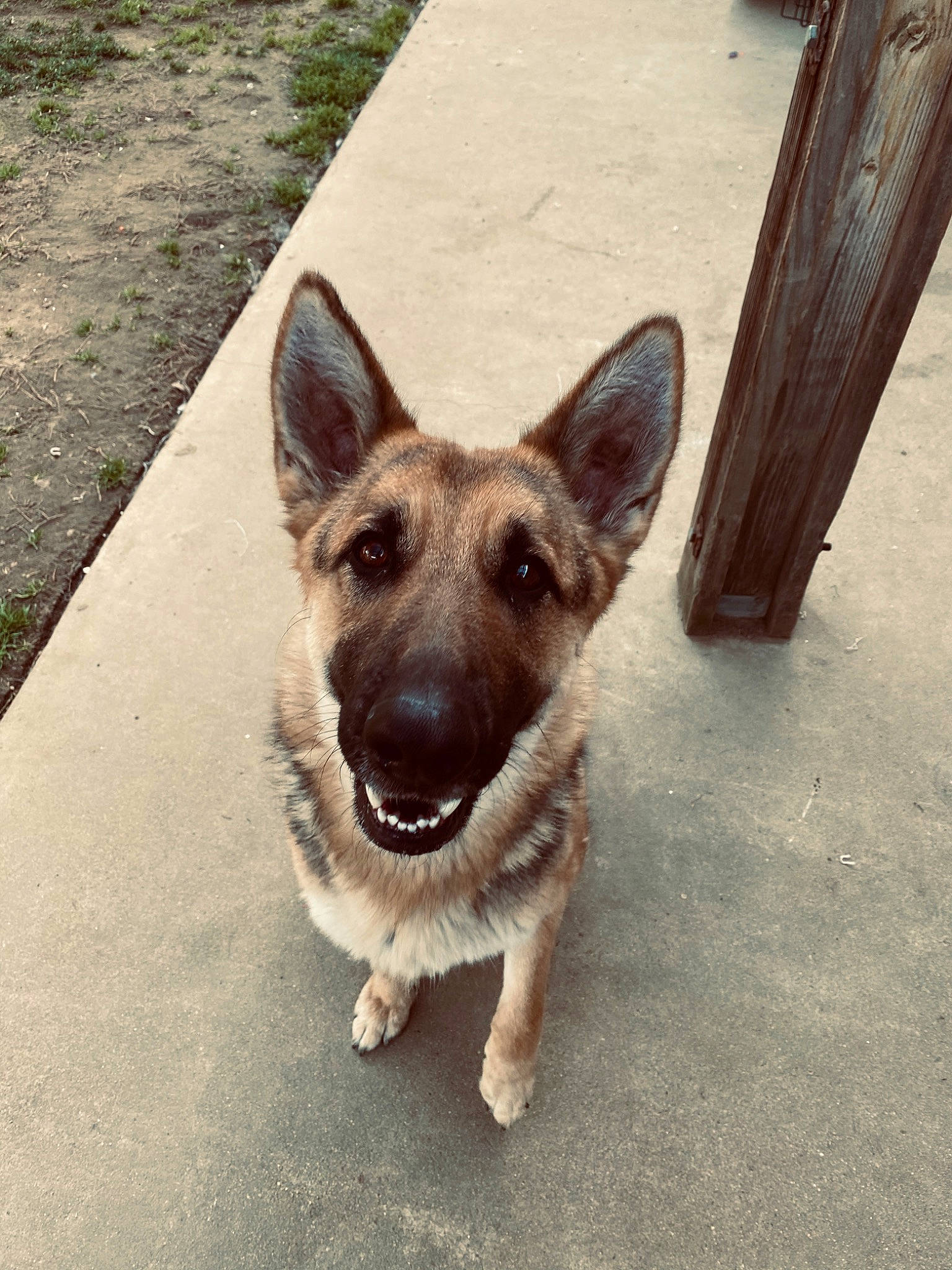 Popsy is registered to the contest to win money with this photo: canidae, carnivore, collar, companion_dog, dog, dog_breed, fawn, foot, jaw, old_german_shepherd_dog, paw, road_surface, snout, sporting_group, tail, terrestrial_animal, whiskers, wood, working_animal, working_dog