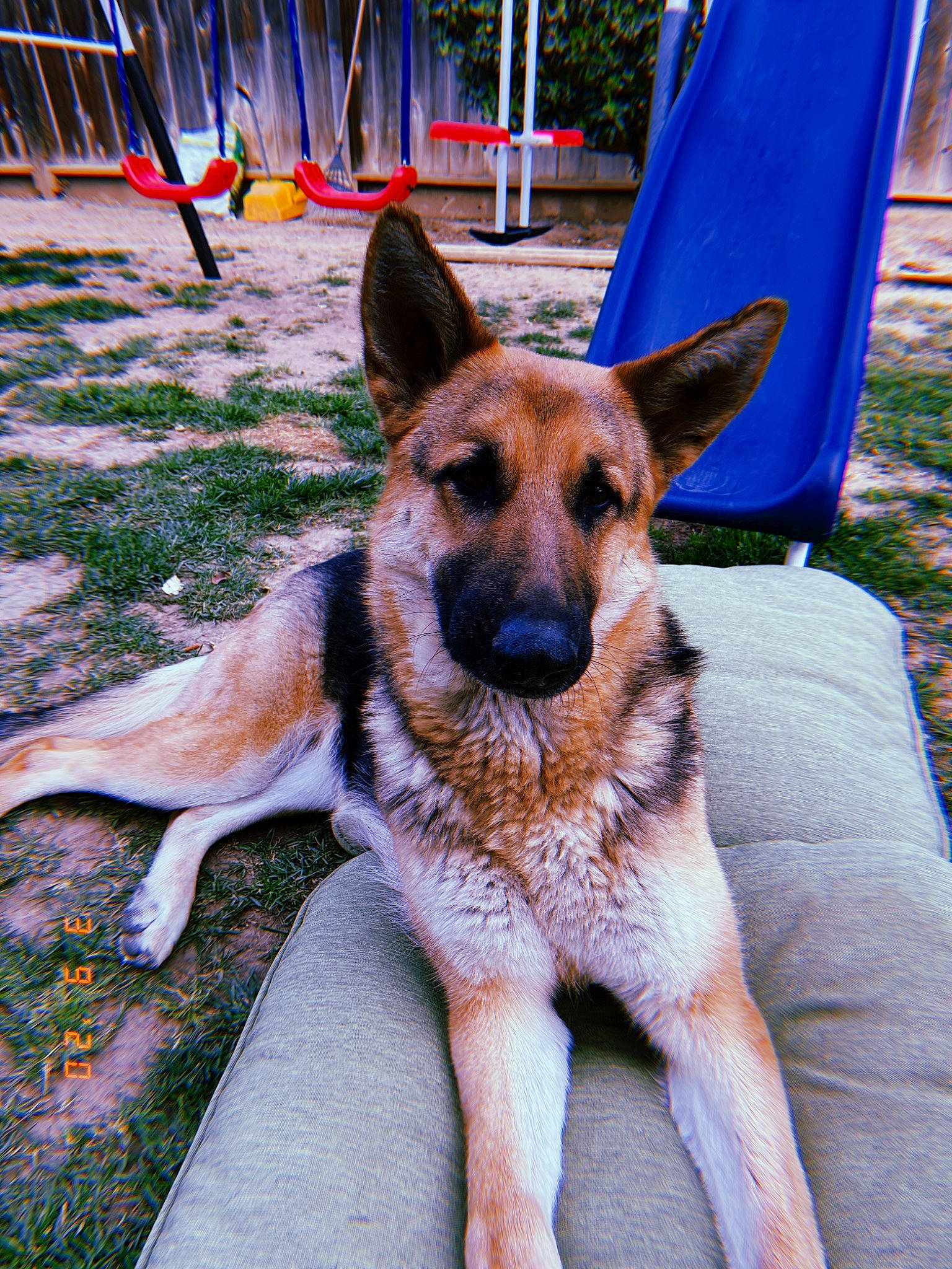 Popsy joined the competition — help win amazing prizes! belgian_shepherd_malinois, canidae, carnivore, collar, companion_dog, dog, dog_breed, dog_supply, east_european_shepherd, electric_blue, fawn, fur, german_shepherd_dog, herding_dog, king_shepherd, old_german_shepherd_dog, plant, sporting_group, window, working_dog