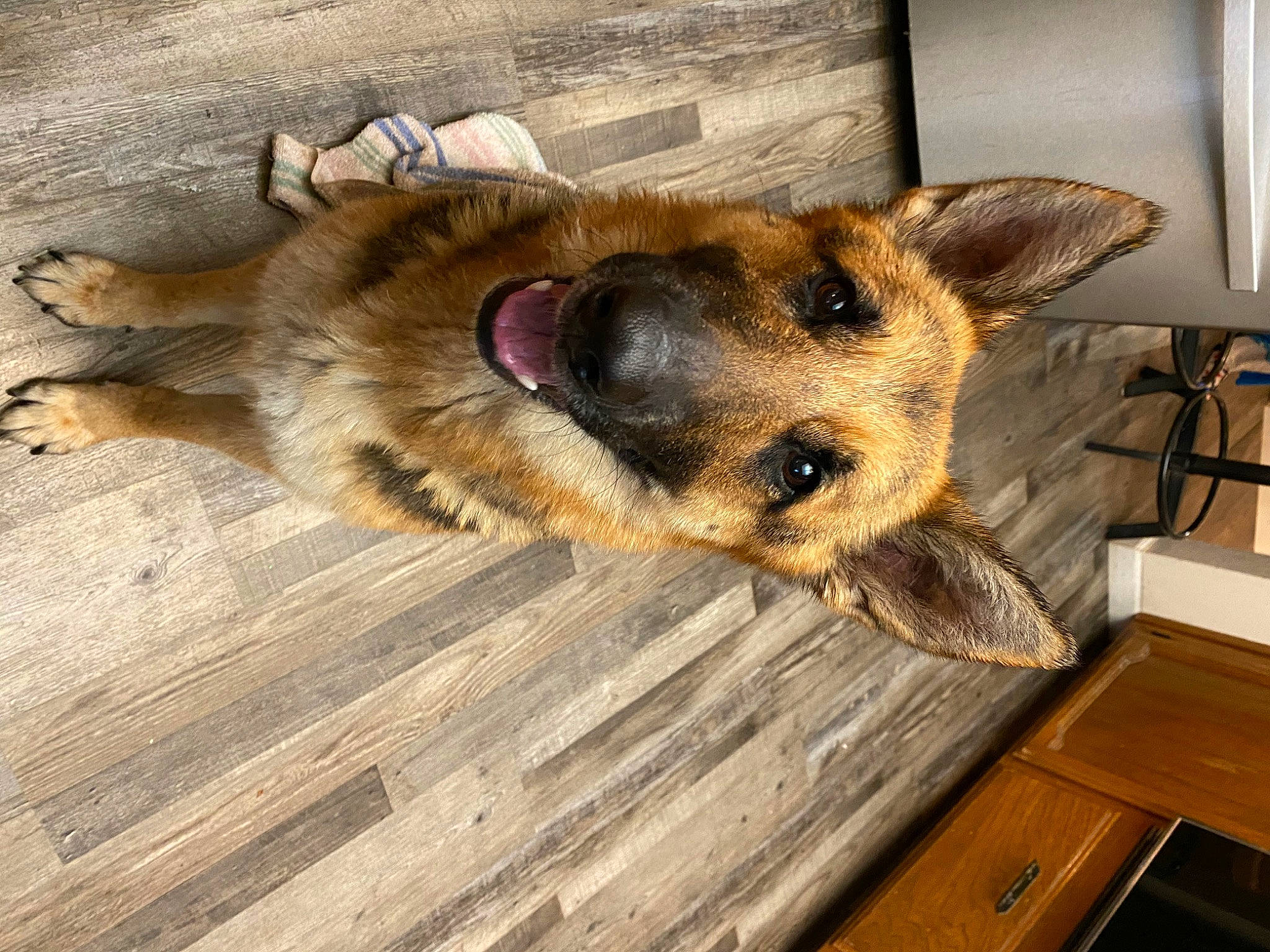 Popsy is registered to the contest to win money with this photo: carnivore, companion_dog, dog, dog_breed, fawn, floor, flooring, fur, german_shepherd_dog, hardwood, old_german_shepherd_dog, paw, plank, snout, sporting_group, terrestrial_animal, varnish, whiskers, wood, wood_stain