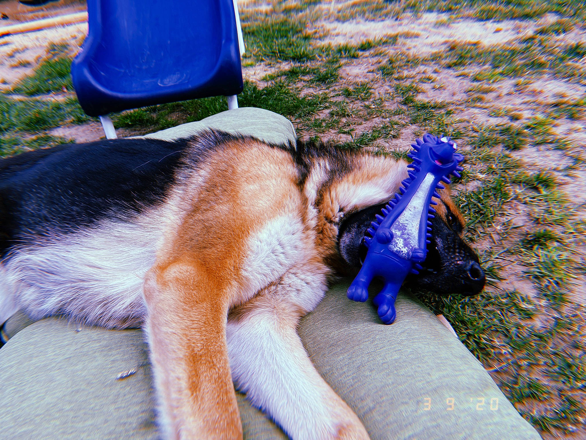 Popsy joined the competition — help win amazing prizes! canidae, carnivore, chair, companion_dog, dog_breed, electric_blue, fawn, felidae, foot, fur, grass, human_leg, lap, mammal, paw, small_to_medium_sized_cats, snout, sporting_group, tail, vertebrate